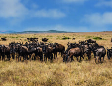 Kruger National Park