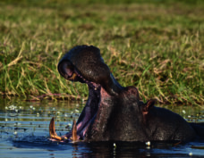 Fleuve Chobe