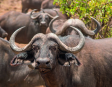 Parc national de Chobe