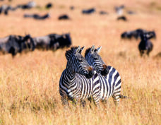 Parc national de Chobe