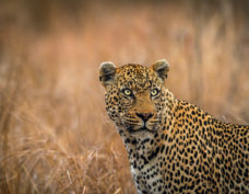 Parc national Kruger