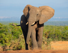 Parc national de Hwange