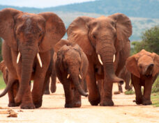 Parc national de Hwange