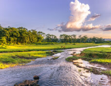 Le parc national de Chitawan (patrimoine mondial)