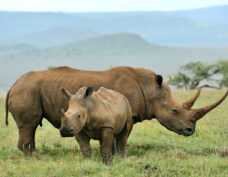 Parc national de Chobe