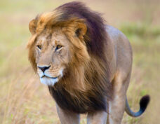 Parc national Kruger