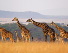 Safari dans le parc national Kruger